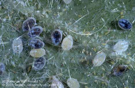 Giant whitefly eggs, nymphs, and black pupae parasitized by <I>Entedononecremnus krauteri.</I>.