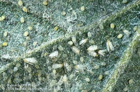 Giant whitefly eggs, pupae and nymphs on the underside of a hibiscus leaf.