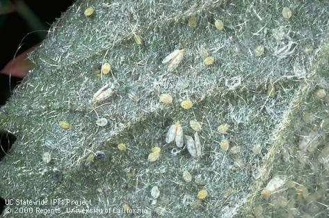 Giant whitefly eggs, pupae and nymphs on the underside of a hibiscus leaf.