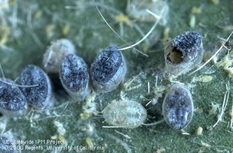 Normally white pupae of giant whitefly, <i>Aleurodicus dugesii</i>, darkened by the <i>Entedononecremnus krauteri</i> parasitoid. The top right pupal case has an emergence hole of an adult <i>E</i>. <i>krauteri</i>.