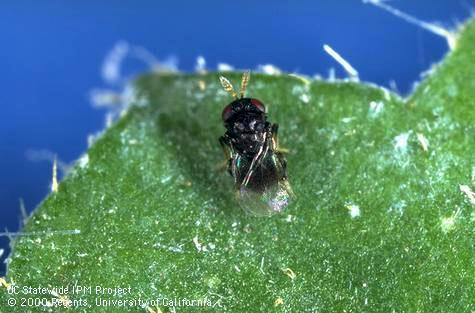 Giant whitefly parasite Entedononecremnus krauteri.