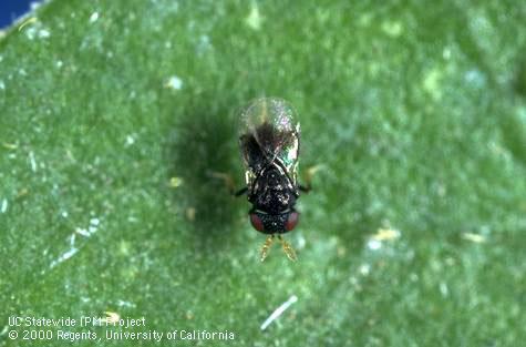 Adult <i>Entedononecremnus krauteri</i>, a parasitic wasp of giant whitefly, <i>Aleurodicus dugesii</i>.