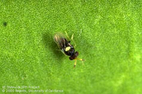 Adult <i>Encarsia noyesii</i> parasitic wasp.