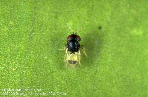 Adult <i>Idioporus affinis</i>, a parasitic wasp of giant whitefly, <i>Aleurodicus dugesii</i>.