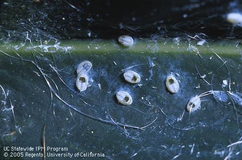 Pale yellowish pupal cases of giant whitefly, <i>Aleurodicus dugesii</i>, with emergence holes of the <i>Idioporus affinis</i> parasitic wasp.