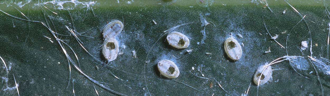 Pupal cases of giant whitefly, <i>Aleurodicus dugesii</i>, with round emergence holes of a parasitic wasp, <i>Idioporus affinis</i>.