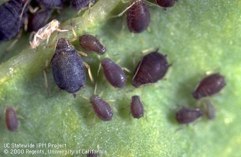 Adult bean aphid.