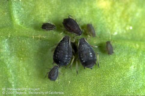 Bluish black adult bean aphid and nymphs.