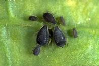 Cluster of black aphids on a green leaf, showing their various sizes and oval-shaped bodies that are dull matte-black.