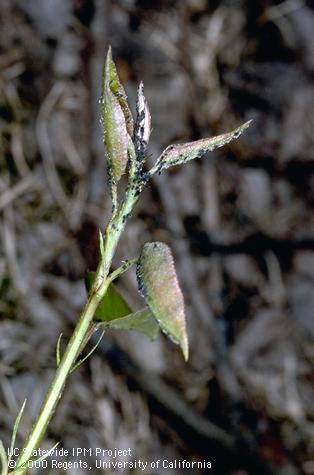 Colony of bean aphid, dock aphid.