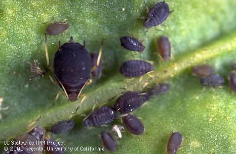 Colony of bean aphid.