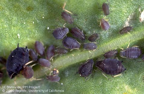 Colony of bean aphid.