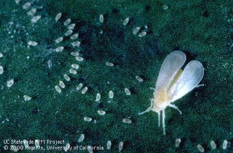 Adult woolly whitefly.