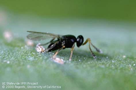 Adult female <i>Amitus spiniferus</i> laying her egg in an early-instar woolly whitefly, <i>Aleurothrixus floccosus</i>.