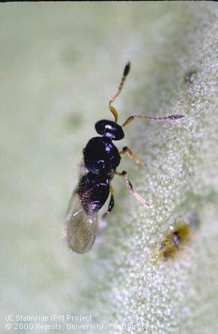 Adult female <i>Amitus spiniferus</i> parasitic wasp.