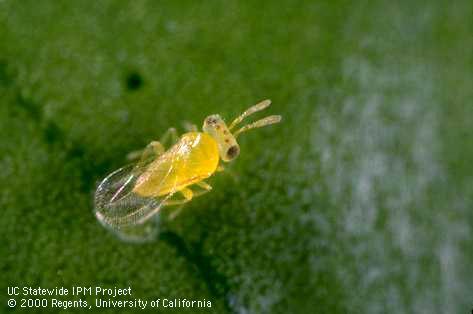 Adult woolly whitefly parasite.