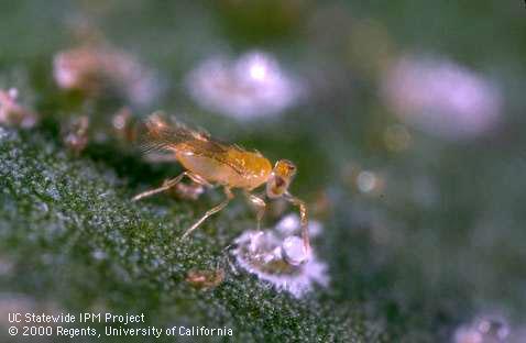 Adult female <i>Cales noacki</i> wasp investigating a nymph of woolly whitefly, <i>Aleurothrixus floccosus</i>.