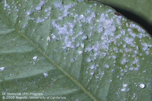 Woolly whitefly, <I>Aleurothrixus floccosus,</I> adults, eggs, wax-covered nymphs, and honeydew droplets on the underside of a citrus leaf.