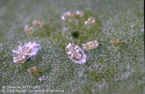 First and second instar woolly whiteflies, <i>Aleurothrixus floccosus</i> (center and left), the young nymphal stages susceptible to oviposition by <i>Cales noacki</i>.