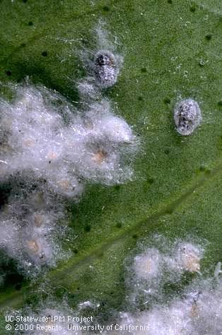 Pupa of woolly whitefly.