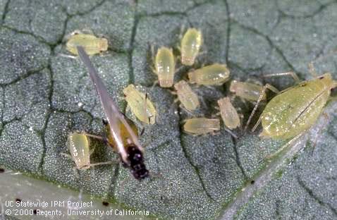 Adult cotton aphid, melon aphid.