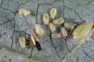 Close-up of oval-shaped yellow-green aphids clustered on a leaf. One of the aphids has wings and a darker head. 