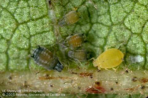 Adult cotton aphid, melon aphid.