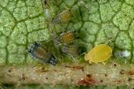 Adult cotton aphid (melon aphid).