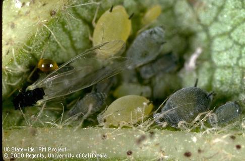 Winged adult (left), nymphs, and wingless adults of cotton or melon aphid, <i>Aphis gossypii</i>.