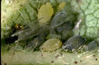 Adult cotton aphid, Aphis gossypii.