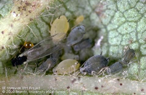 Adult cotton aphid, melon aphid.