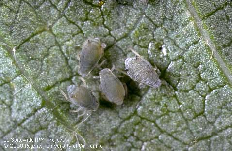 Adult cotton aphid, melon aphid.