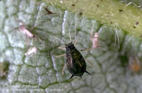 Adult cotton aphid, melon aphid.