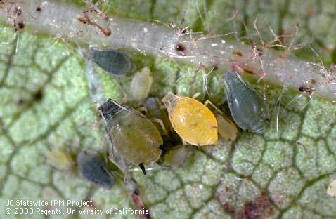 Adult cotton aphid, melon aphid.