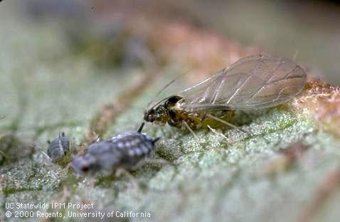 Adult cotton aphid, melon aphid.