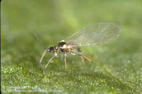 Adult cotton aphid, melon aphid.