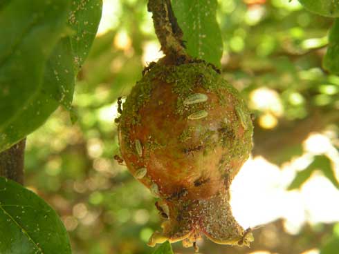 Ants tending cotton aphids (melon aphids), <i>Aphis gossypii,</i> on pomegranate.