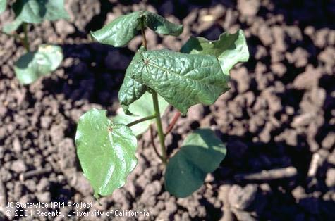 Crop damaged by cotton aphid, melon aphid.