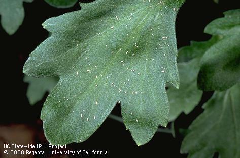 Crop damage by cotton aphid.