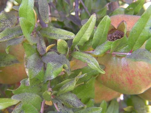 Pomegranate leaves covered by sooty mold.