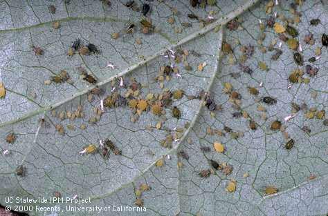 Colony of cotton aphid, <i>Aphis gossypii</i>, also called melon aphid.