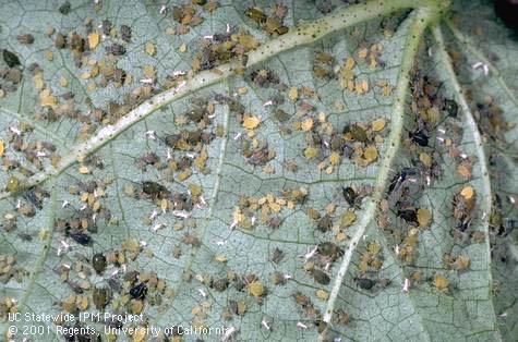 Cotton or melon aphids, <i>Aphis gossypii</i>.