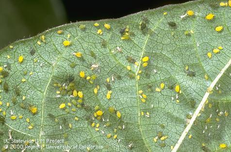 Colony of cotton aphid.