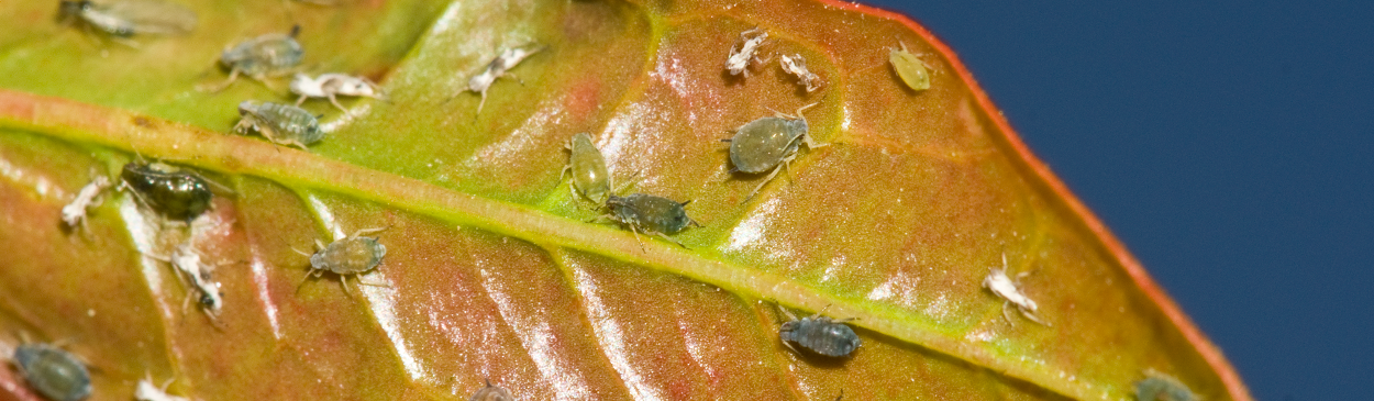 Colony of cotton aphids (melon aphids), Aphis gossypii, on the underside of a pomegranate leaf.