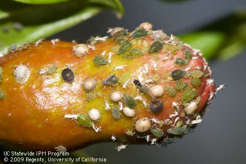 Cotton aphids (melon aphids), <i>Aphis gossypii,</i> and tan aphid mummies on unopened pomegranate flower.