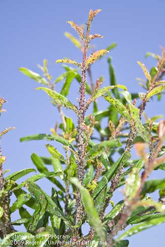 Pomegranate shoots infested with cotton aphids (melon aphids), <i>Aphis gossypii.</i>.