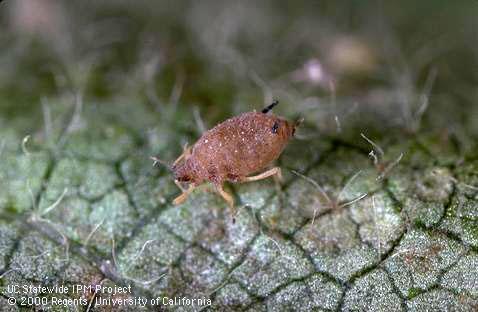 Fungal disease of cotton aphid, melon aphid.