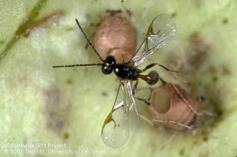 Adult Lysiphlebus testaceipes wasp with tan aphid mummies.