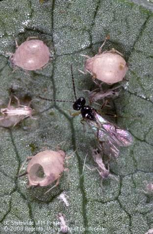 Mummy of cotton aphid, melon aphid.