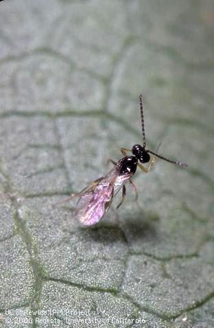 Adult wasp, <i>Lysiphlebus testaceipes,</i> a parasite of aphids.